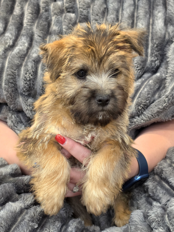 [#261336-01]  - Brown M Cairn Terrier Puppies for Sale